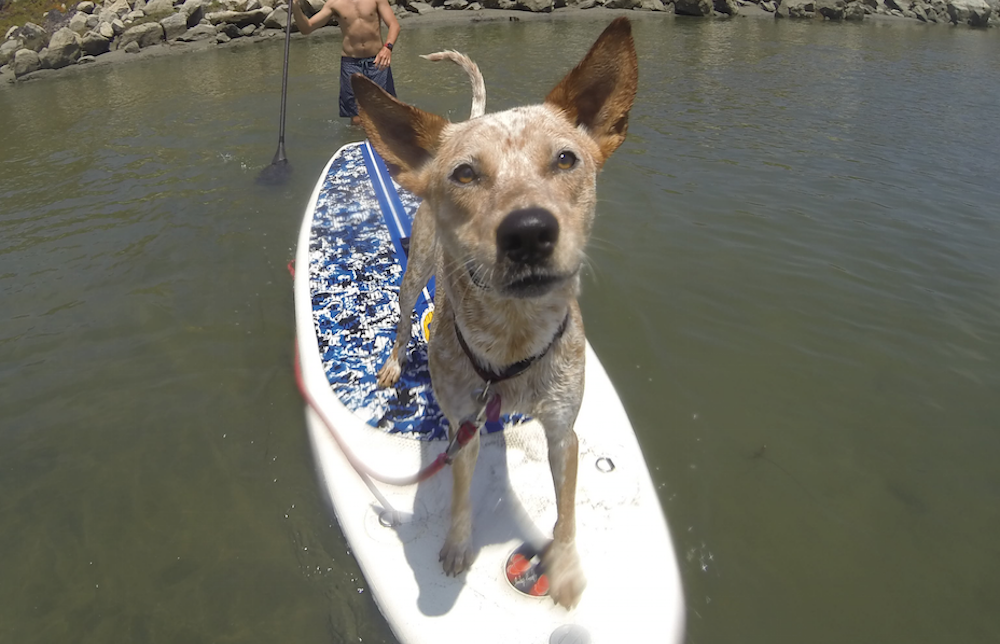 dog breeds for paddleboarding cattle dog