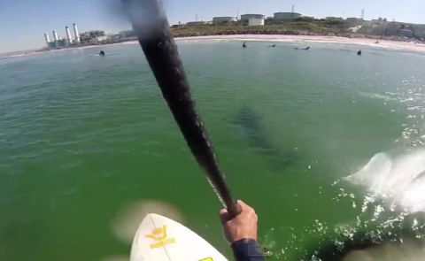 SUP Surfer Films great White Off Manhattan Beach